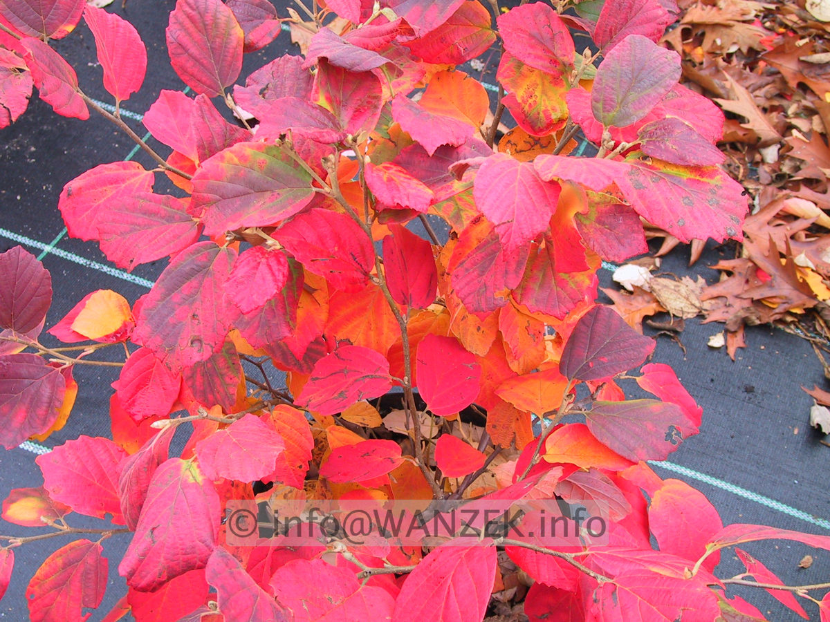 Fothergilla gardenii - Herbst4.JPG